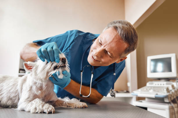 Best Emergency Dentist for Knocked-Out Tooth in Spring Glen, UT
